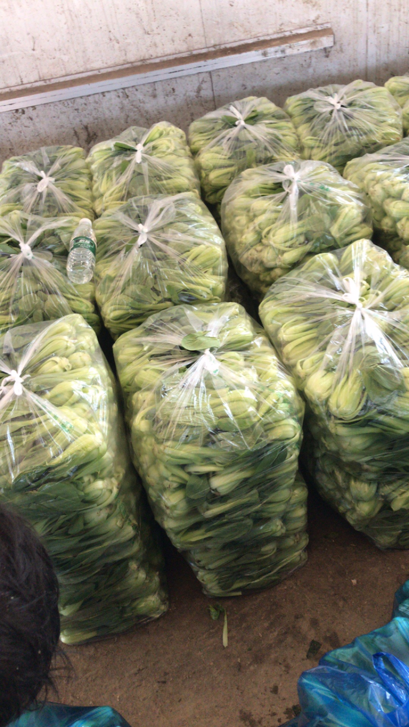 油菜精品油菜，上海青产地一手货源。大量上市。