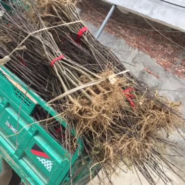 移栽苗一年可挂果中花吴茱萸苗