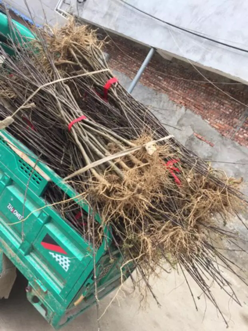 移栽苗一年可挂果中花吴茱萸苗