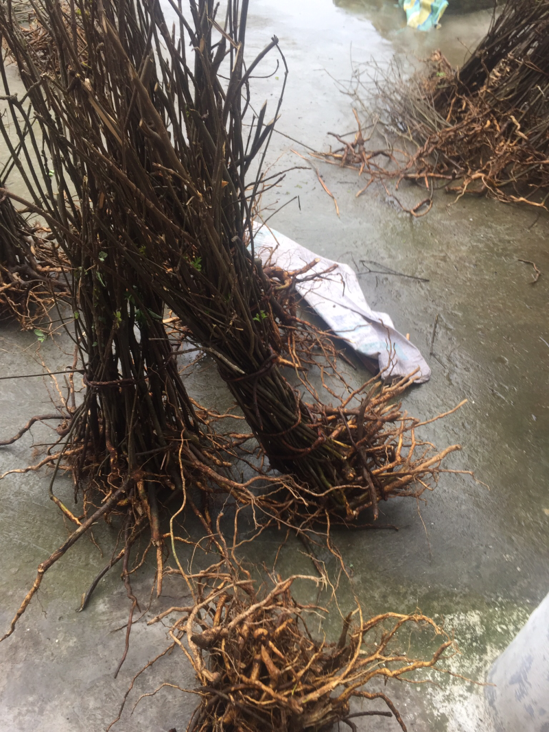 移栽苗一年可挂果中花吴茱萸苗