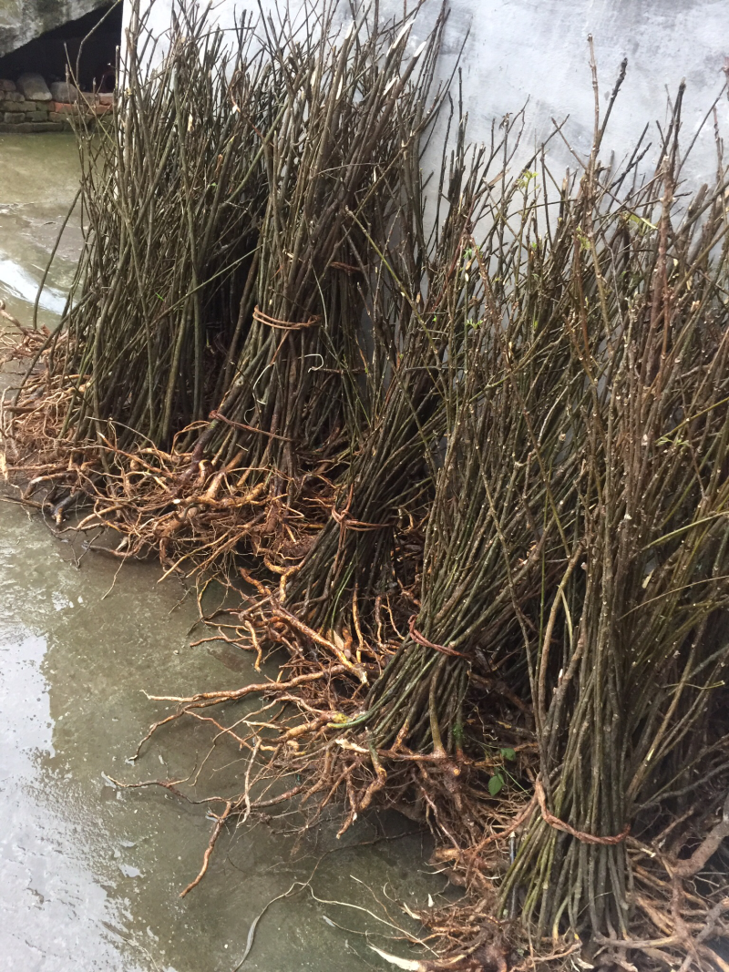 移栽苗一年可挂果中花吴茱萸苗