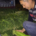 什邡优质蒜苔即将大量上市