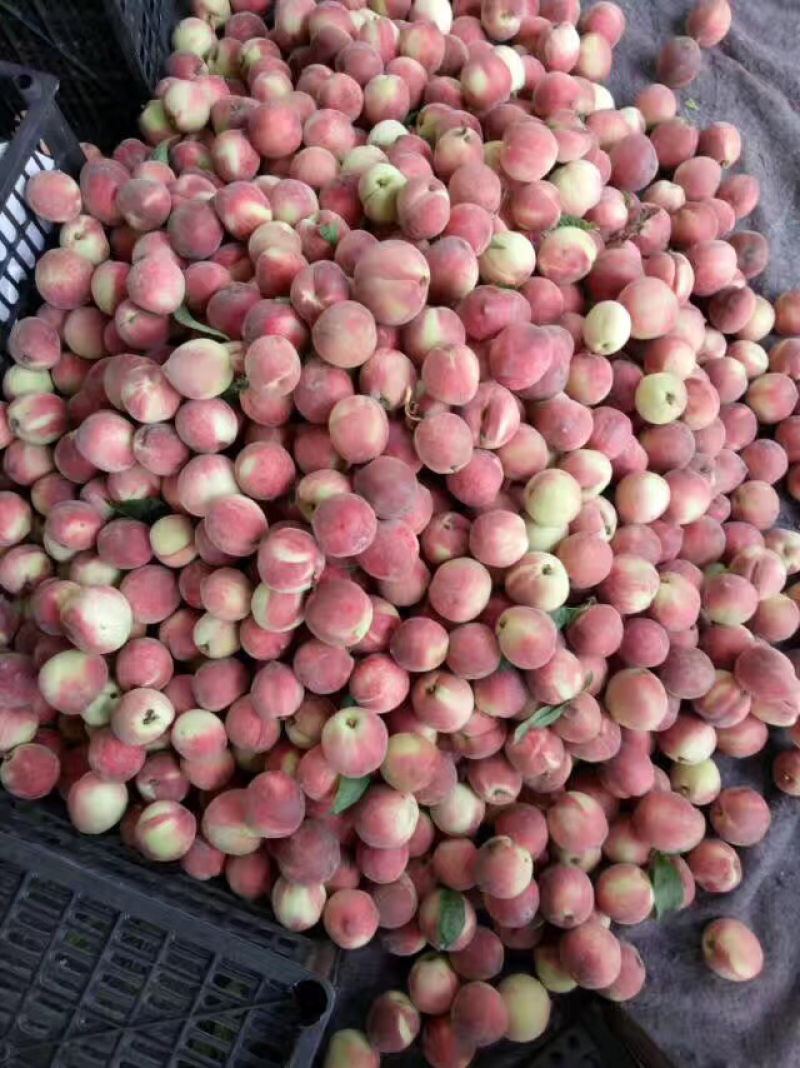 湖北毛桃春雪毛桃早熟毛桃大量现货供应