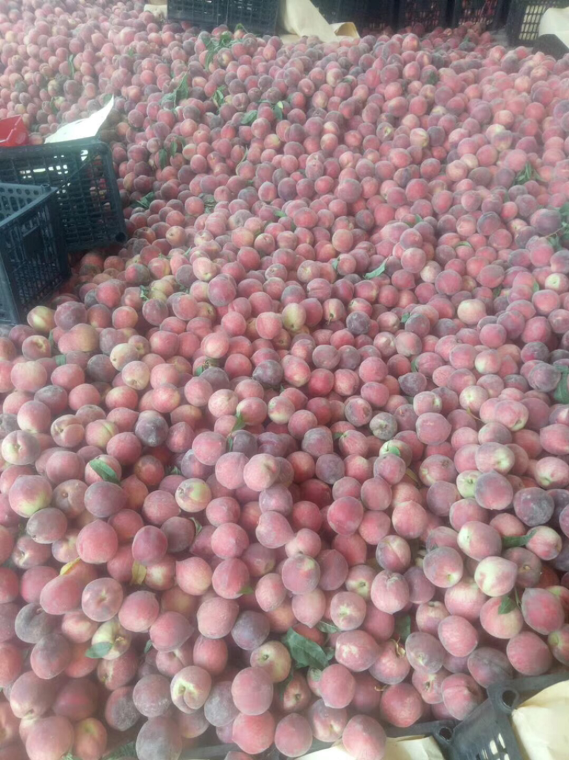 湖北毛桃春雪毛桃早熟毛桃大量现货供应