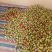 湖北油桃中油五号油桃价格美丽货源充足