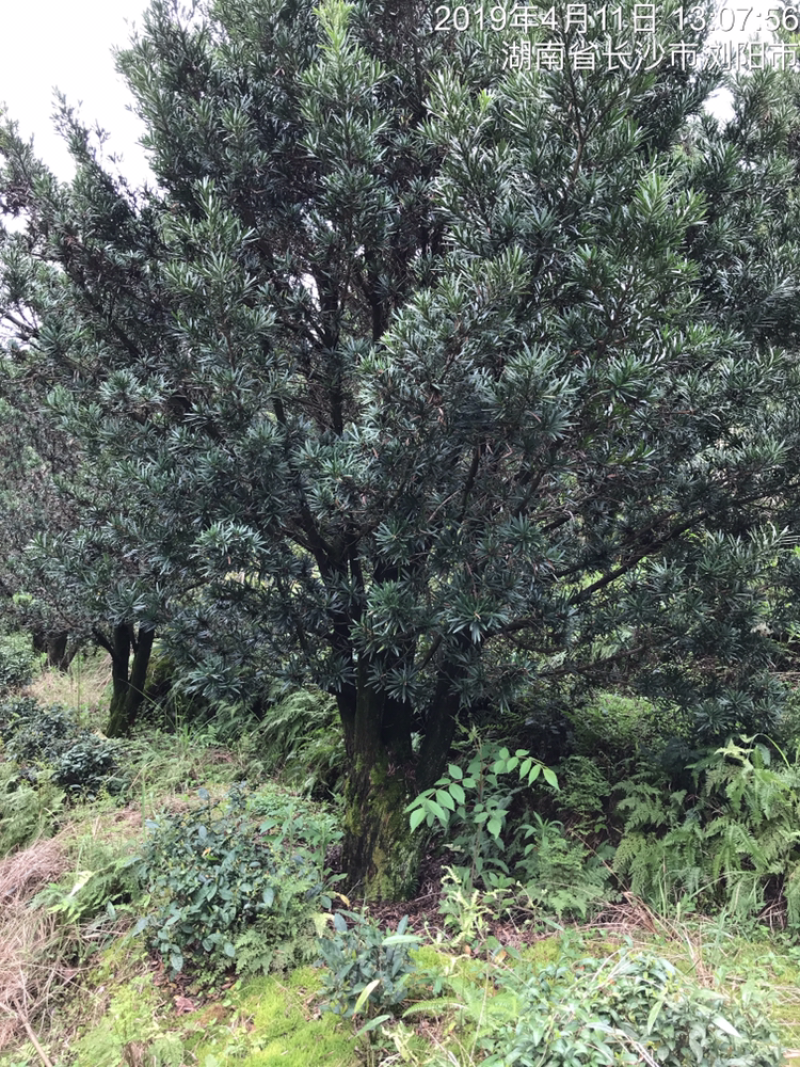 罗汉松30