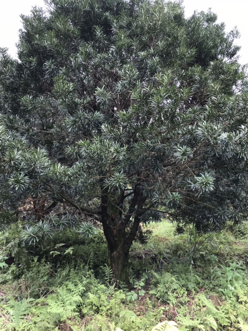 罗汉松30