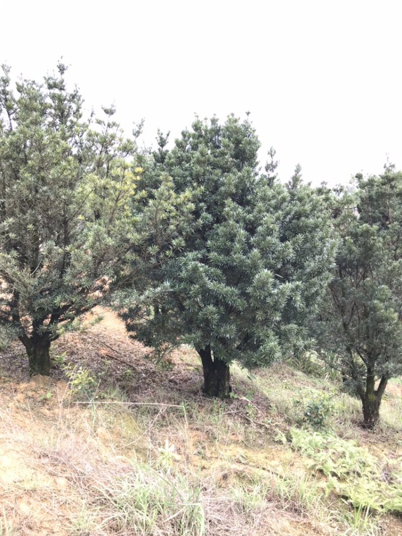 罗汉松30