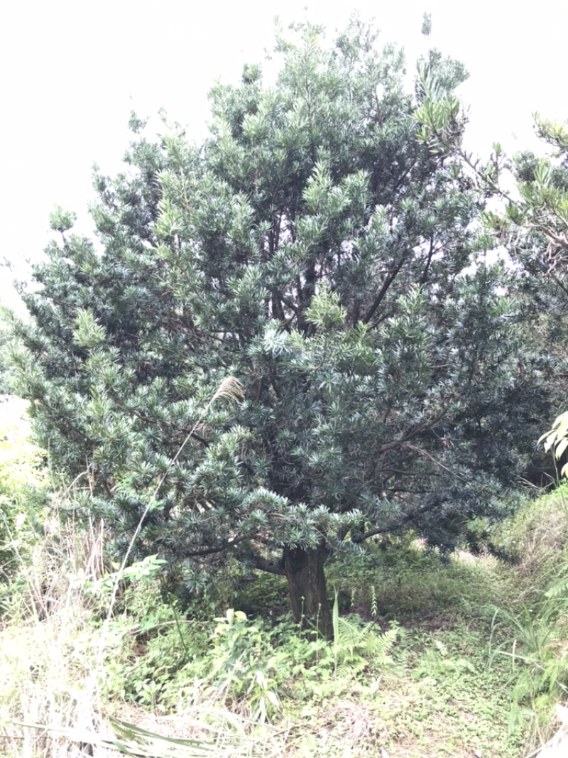 罗汉松30