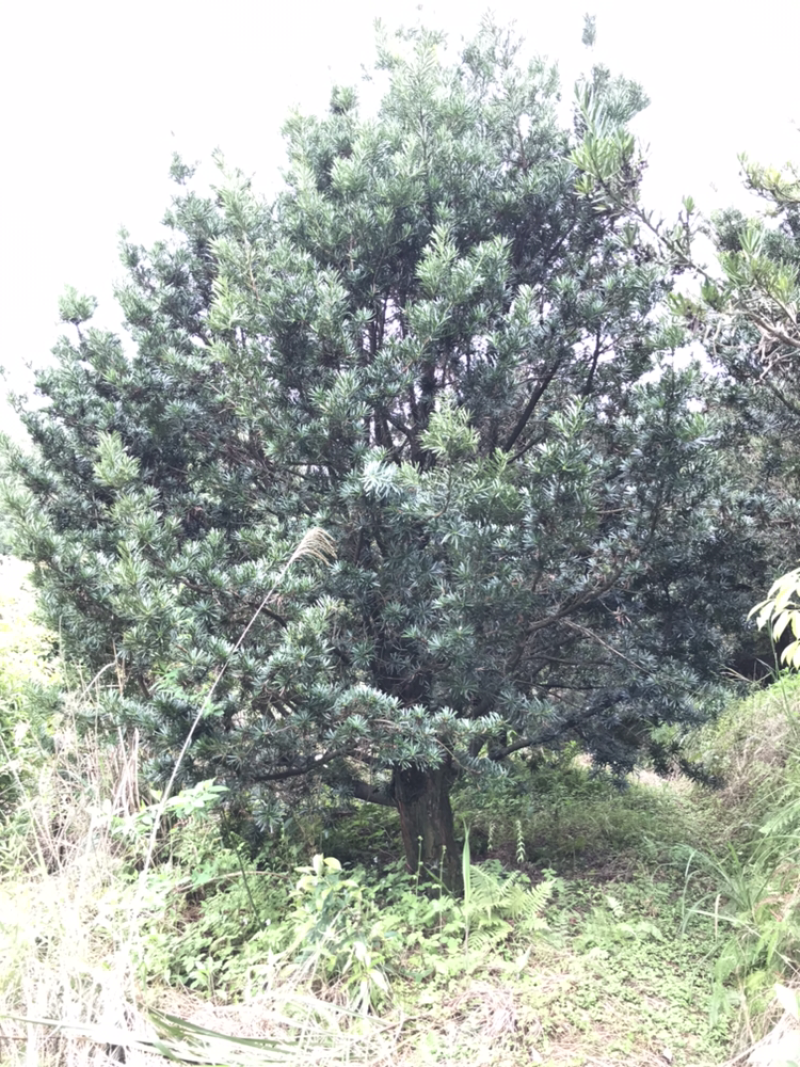 罗汉松30