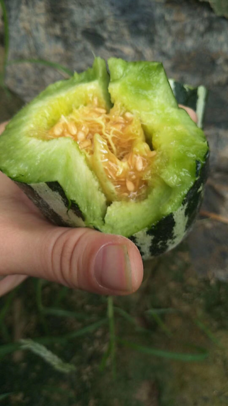 河南博洋9甜瓜直供玻璃脆甜瓜博洋9号甜瓜、博洋蜜瓜