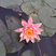 睡莲根块鱼缸池塘水池水培植物水生根块大睡莲花根茎当年开花