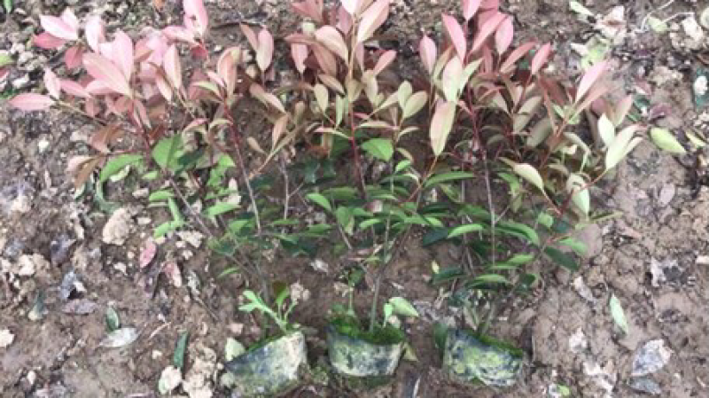 红叶石楠大杯苗，小杯苗基地供应
