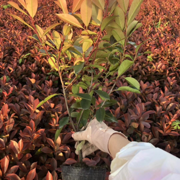 红叶石楠大杯苗，小杯苗基地供应