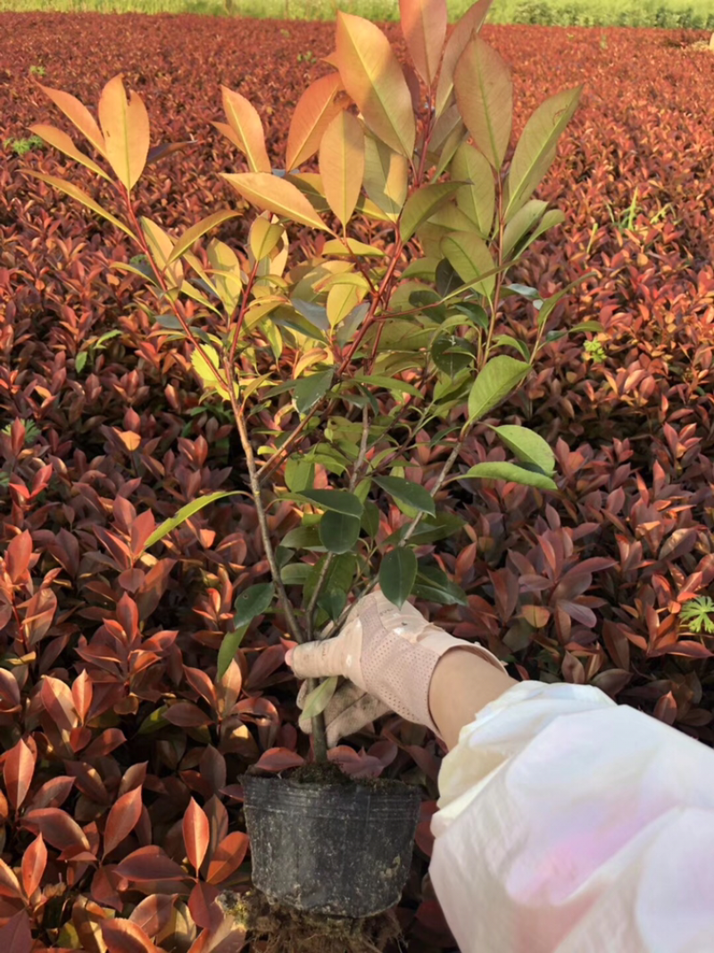 红叶石楠大杯苗，小杯苗基地供应
