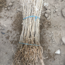 黑枸杞苗木枸杞树黑枸杞树南方北方种植2年苗木抗盐碱土地