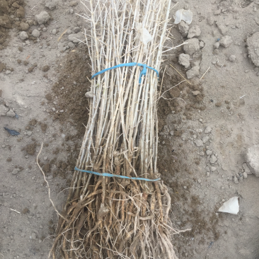 黑枸杞苗木枸杞树黑枸杞树南方北方种植2年苗木抗盐碱土地