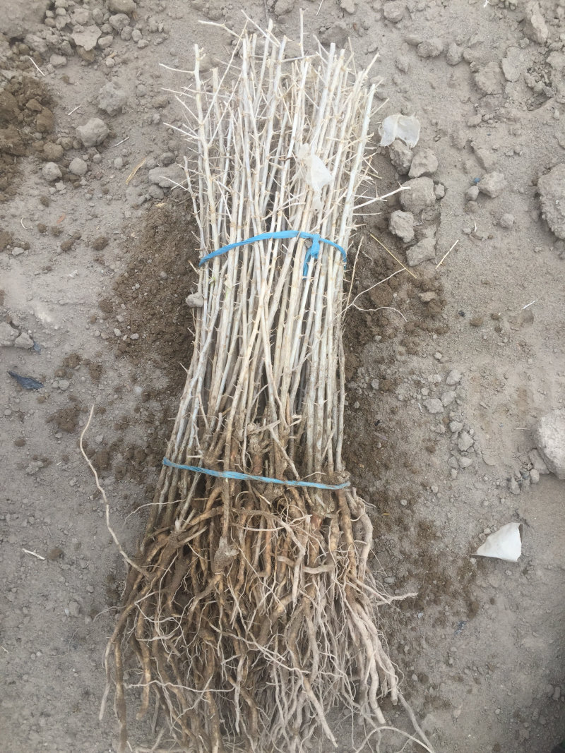 黑枸杞苗木枸杞树黑枸杞树南方北方种植2年苗木抗盐碱土地