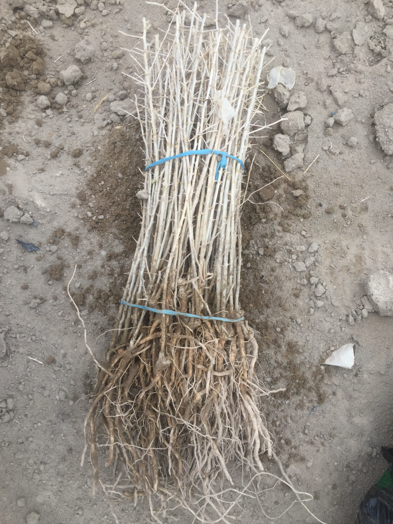 黑枸杞苗木枸杞树黑枸杞树南方北方种植2年苗木抗盐碱土地