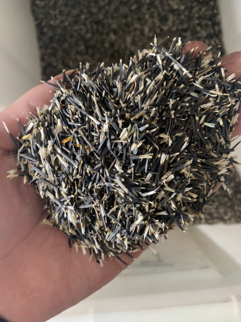 万寿菊种子菊花种子四季易活混色臭芙蓉花种籽子驱蚊盆栽种籽