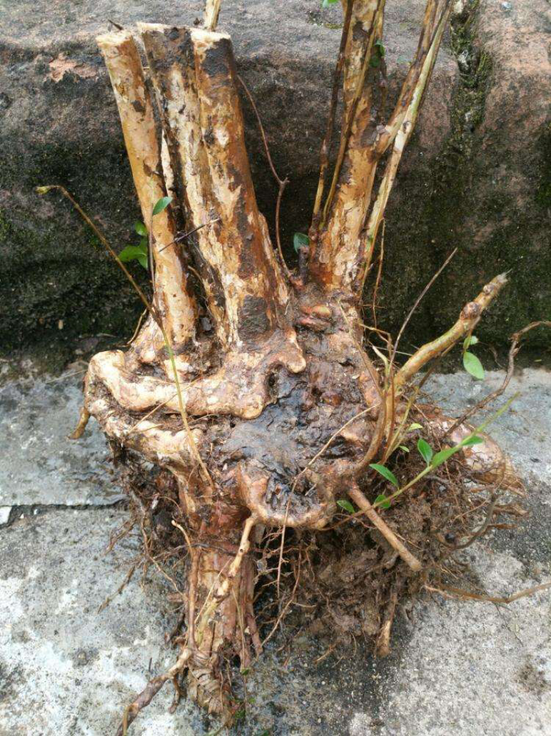 大量赤楠跟继木桩出售