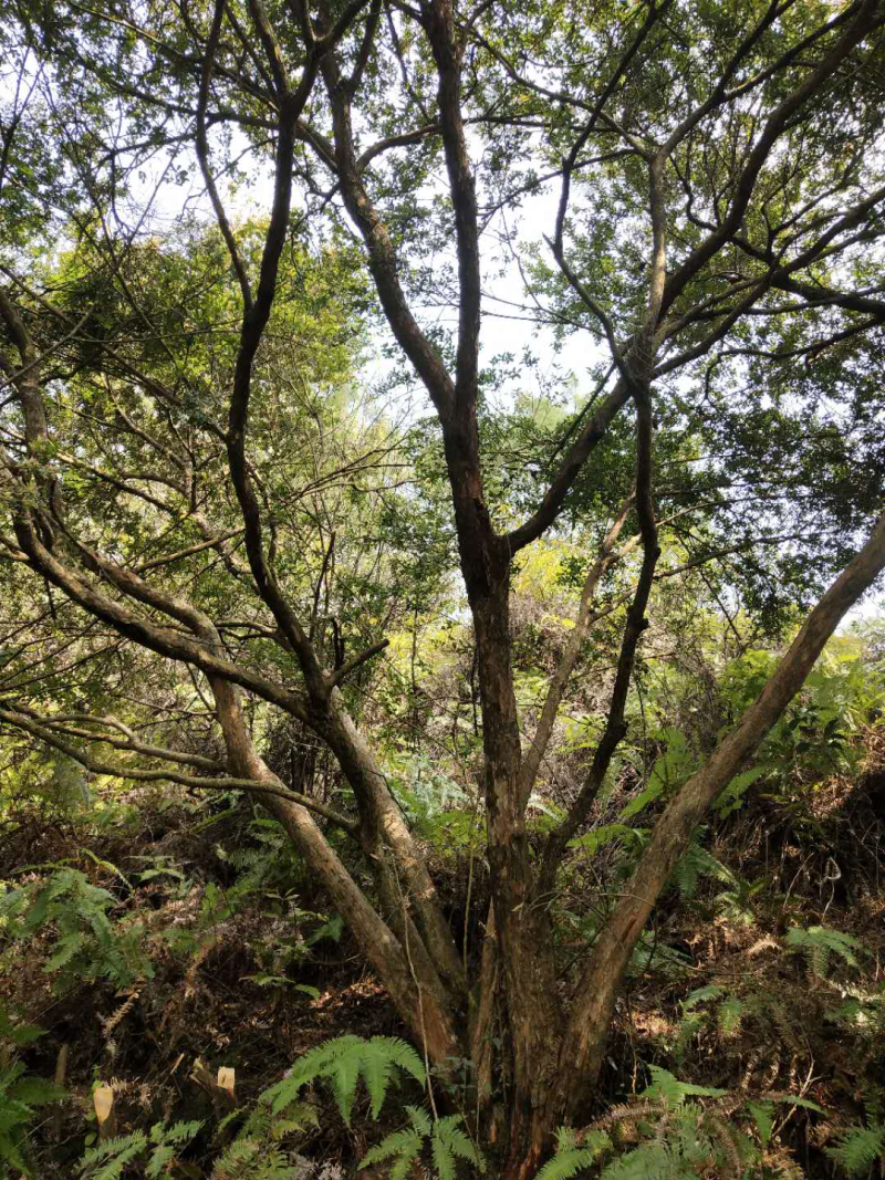 大量赤楠跟继木桩出售
