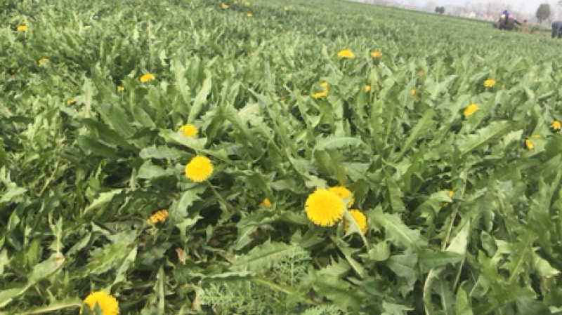 蒲公英根茶