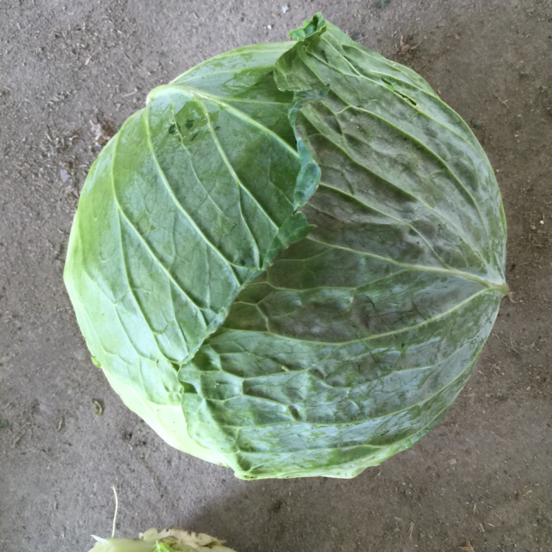 扁包，包菜，大包菜支持产地发车加工厂市场货