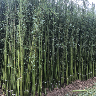 青竹刚竹