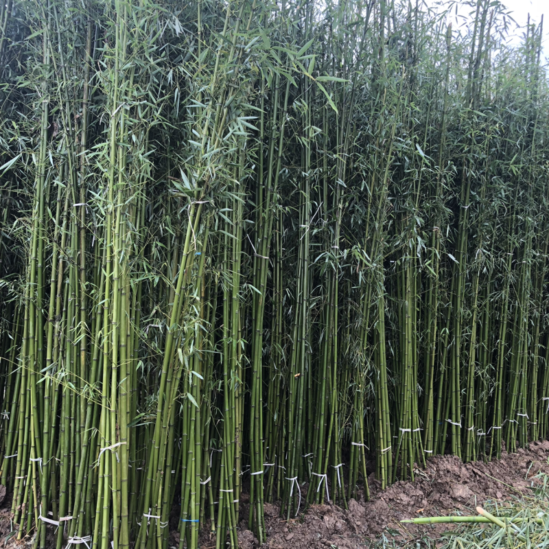 青竹刚竹