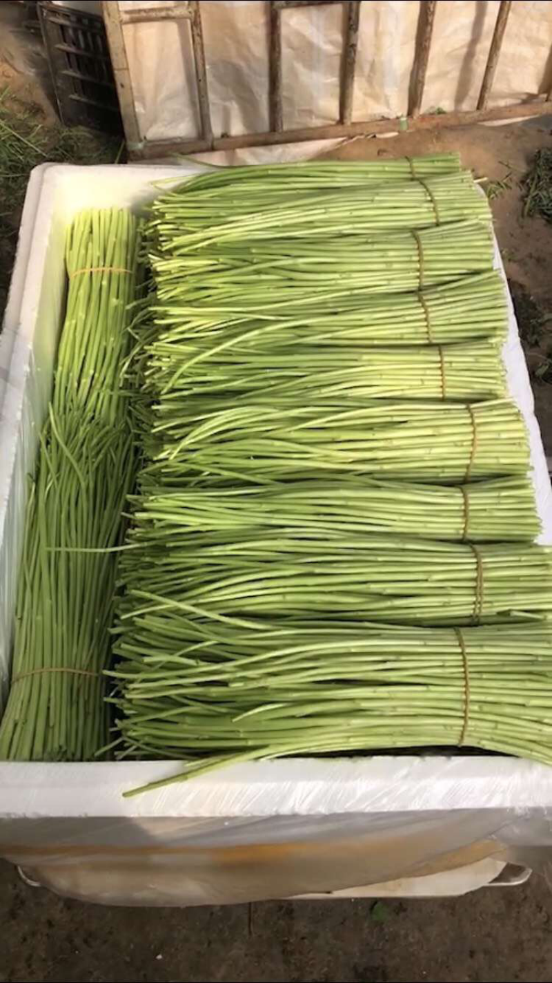 芦蒿