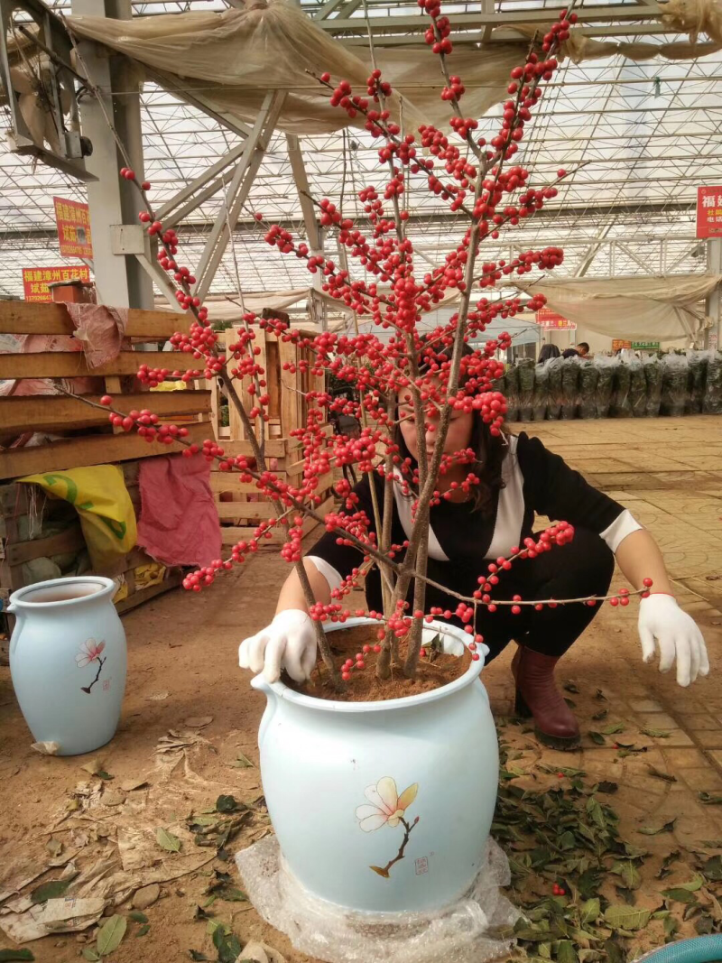 【推荐】北美冬青，各种规格1到10年的盆栽绿化树花海景观