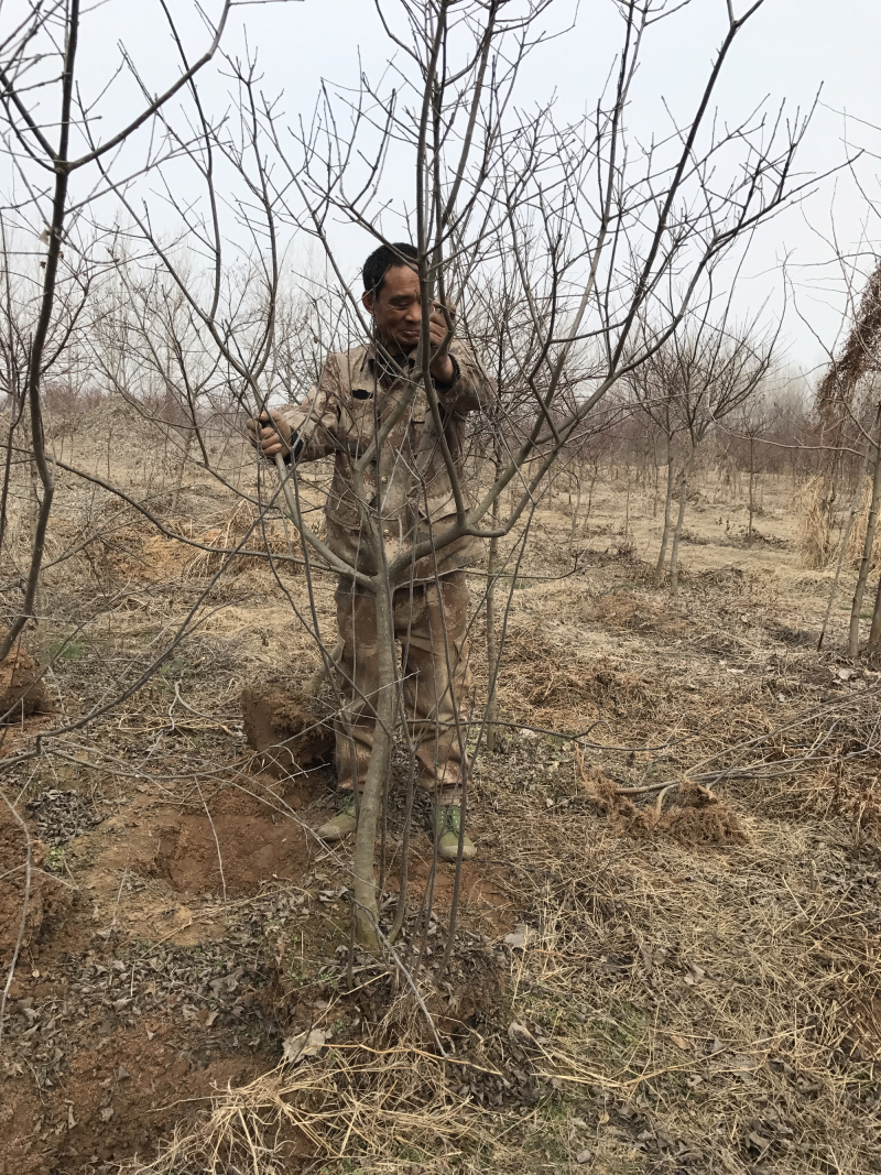 【推荐】北美冬青，各种规格1到10年的盆栽绿化树花海景观