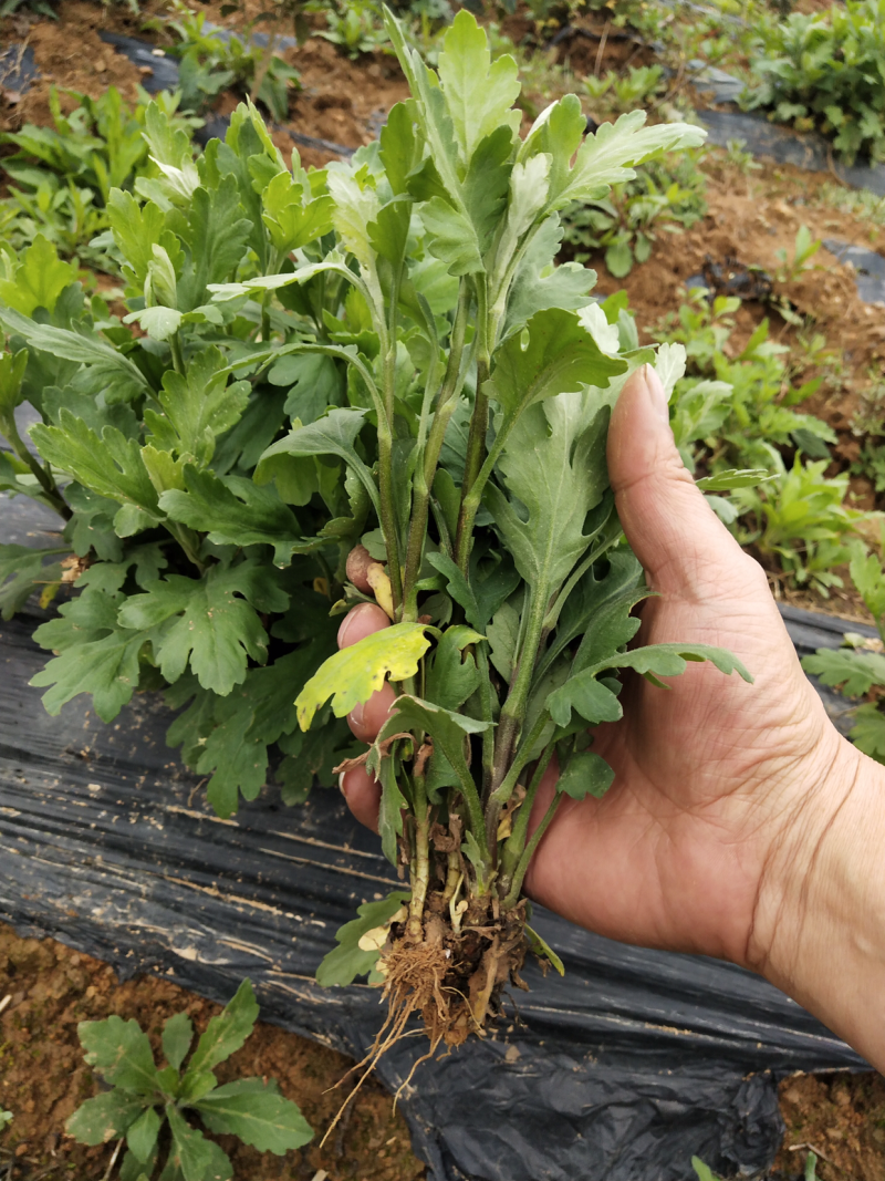 金丝皇菊幼苗菊花苗秋菊秋菊苗贡菊