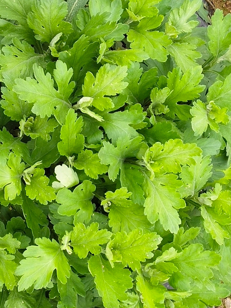 金丝皇菊幼苗菊花苗秋菊秋菊苗贡菊