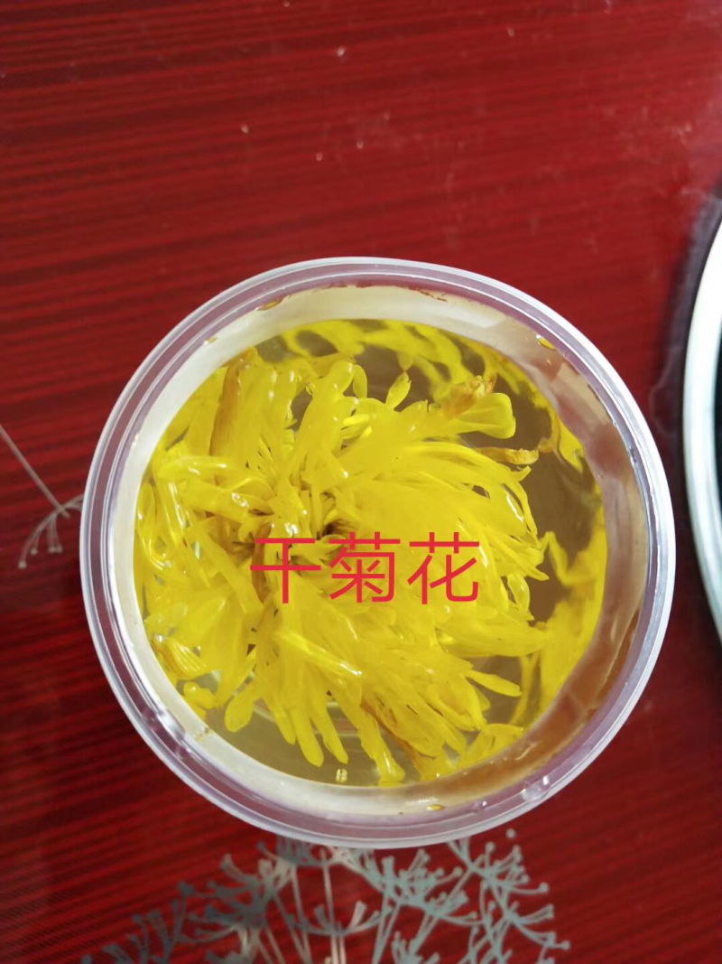 金丝皇菊幼苗菊花苗秋菊秋菊苗贡菊