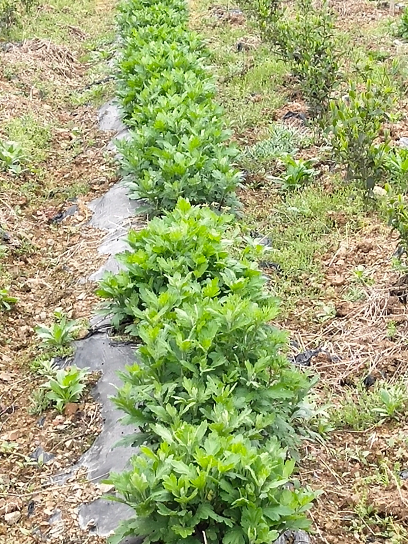 金丝皇菊幼苗菊花苗秋菊秋菊苗贡菊