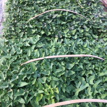 红薯苗商薯19西瓜红龙九