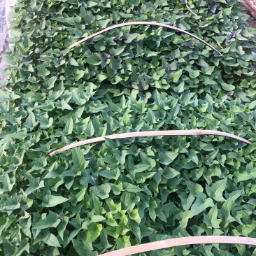 红薯苗商薯19西瓜红龙九