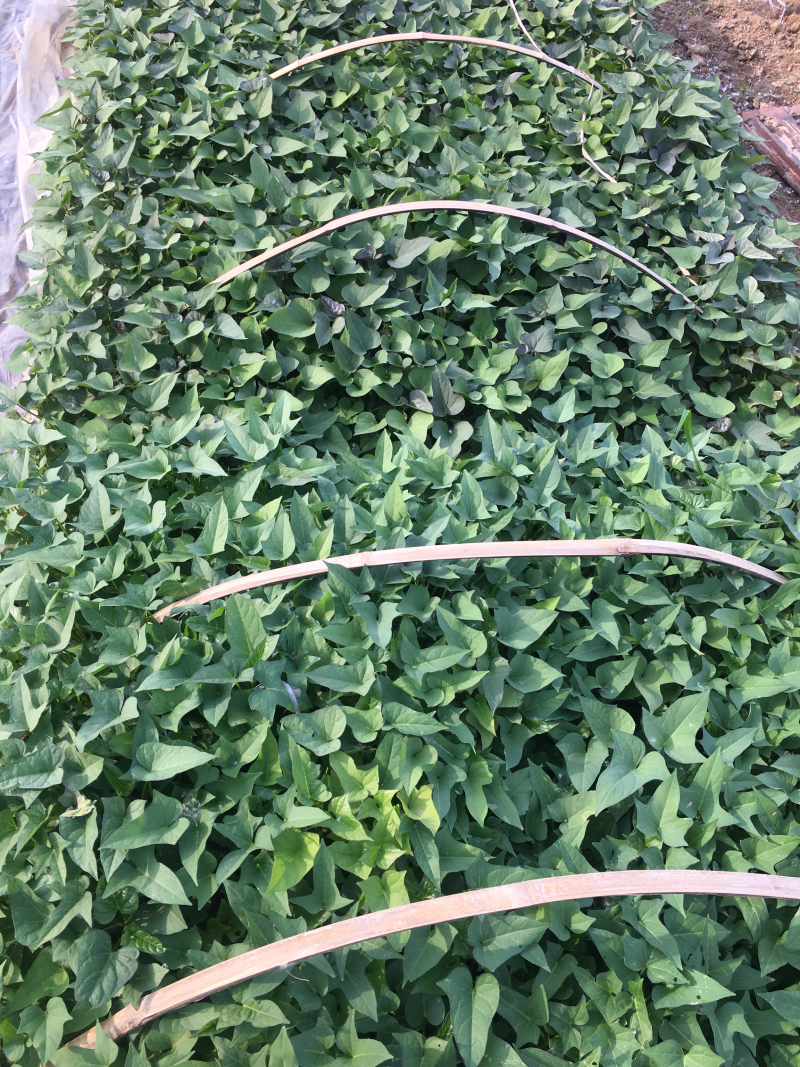 红薯苗商薯19西瓜红龙九