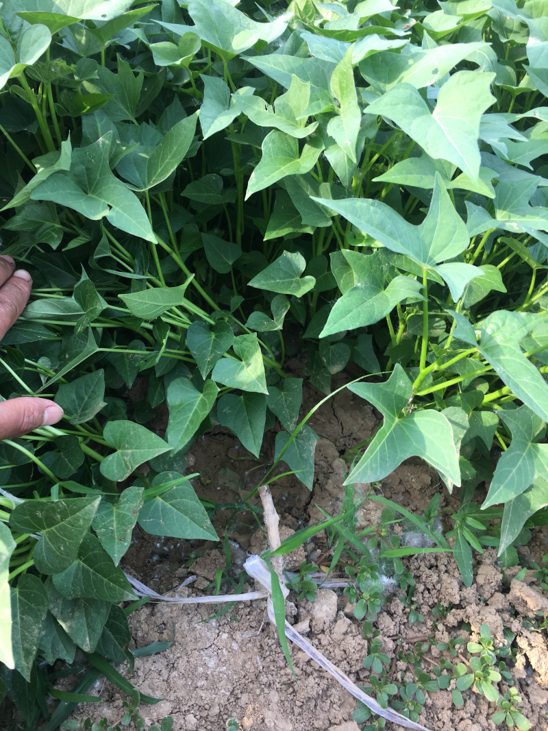 红薯苗商薯19西瓜红龙九