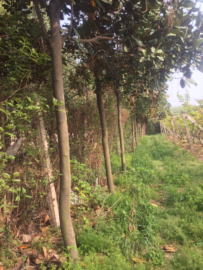 大量供应各种规格广玉兰白玉兰紫玉兰欢迎选购