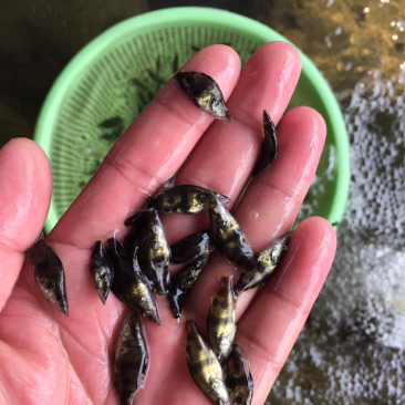 鳜鱼苗，桂鱼苗，一手货源，基地直供