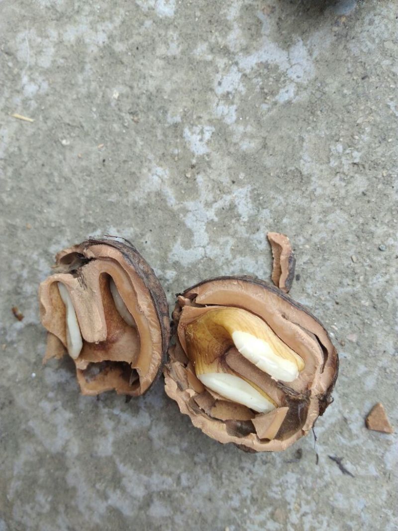 山核桃去皮干