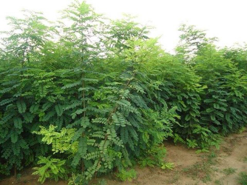 刺槐种子白花刺槐树种子槐树种子护坡种子