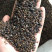 刺槐种子白花刺槐树种子槐树种子护坡种子