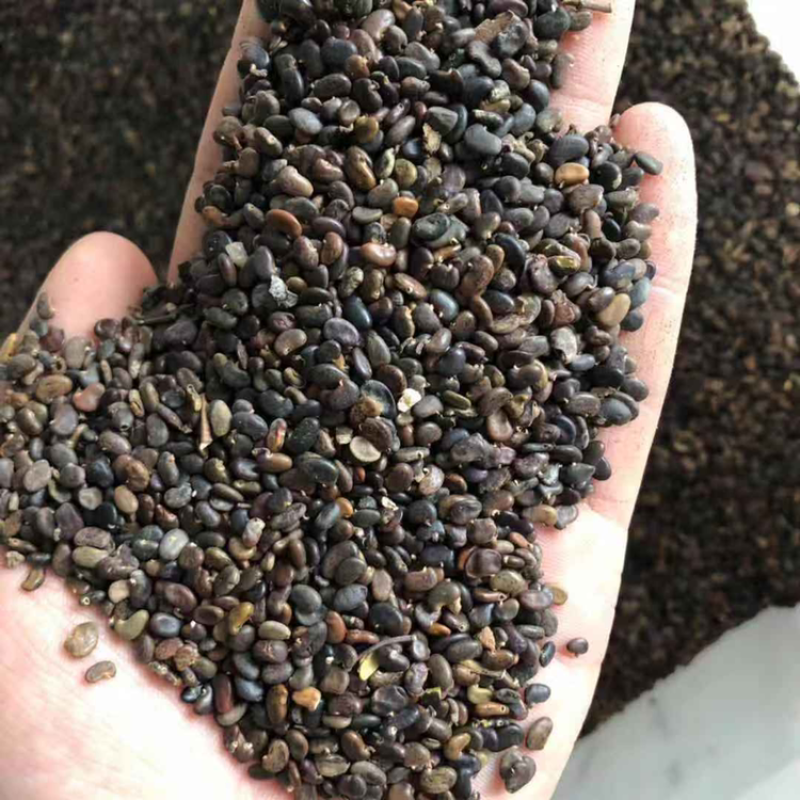 刺槐种子白花刺槐树种子槐树种子护坡种子