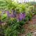 新采收紫藤种子紫藤花种子庭院攀爬