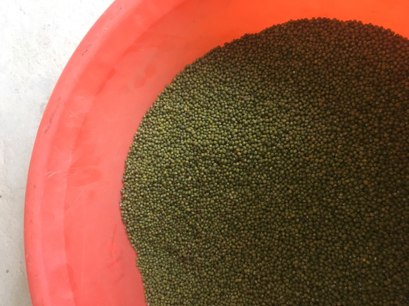 绿豆（商品级别），商品绿豆，商品豆，毛绿豆，明绿豆