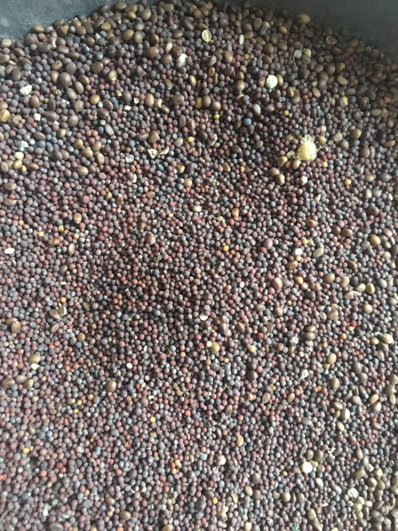 芥茉籽，芥末籽，芥末籽，芥末籽，芥末籽芥末芥末籽芥末籽